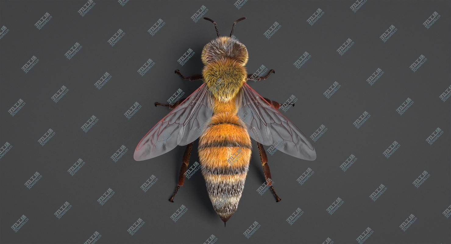 images/goods_img/202104092/3D Realistic Honey Bee/5.jpg
